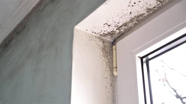 Mold Removal Process in Red Rock, AZ