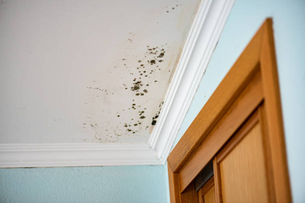 Best Attic Mold Removal  in Red Rock, AZ