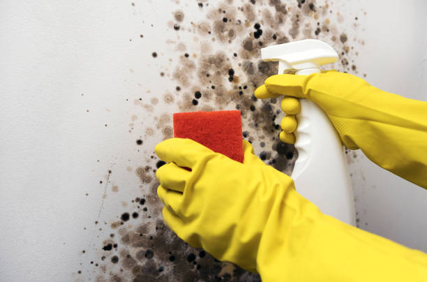 Professional Mold Removal in Red Rock, AZ