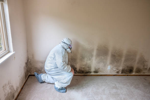 Best Black Mold Removal  in Red Rock, AZ
