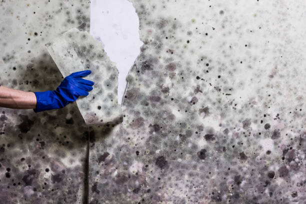 Best Local Mold Removal Service  in Red Rock, AZ